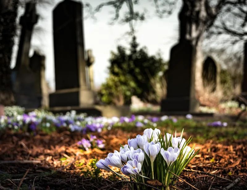 Frühlingsblumen auf einem Friedhof – Symbolbild